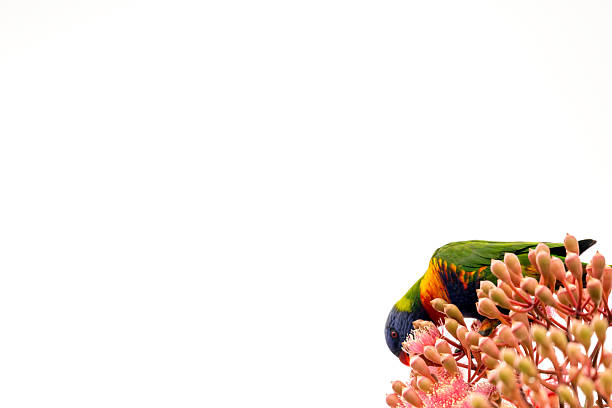 Rainbow Lorikeet feeding on nectar of the Red Flowering Gum Tree, background with copy space, full frame horizontal composition