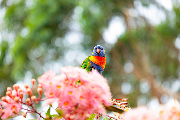 Rainbow Lorikeet feeding on nectar of the Red Flowering Gum Tree, background with copy space, full frame horizontal composition
