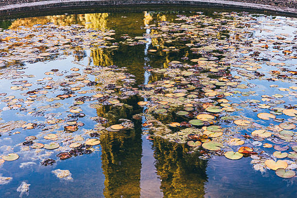 Calm water surface with lily pads creating a natural pattern, reflecting tall cypress trees and blue sky