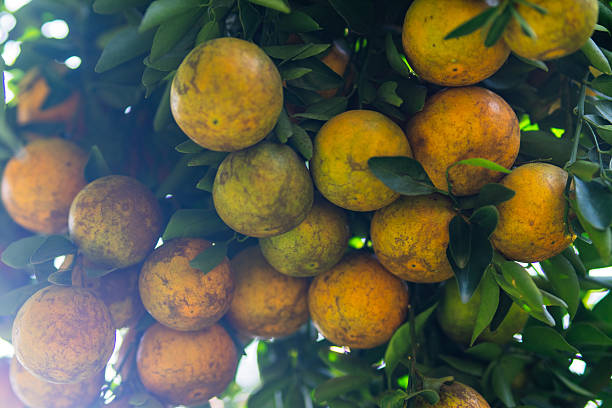 Close-up of many ripe tangerines growing in abundance on a citrus tree, featuring natural green leaves and sunny orchard background
