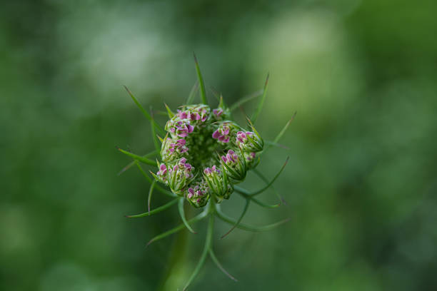 Macro close-up of a wildflower bud with emerging pink blossoms against a soft green background.