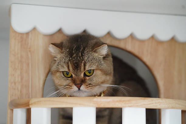 Cat with distinctive appearance sits inside wooden structure, showcasing its curious expression. cat fur is soft and its eyes are bright, creating engaging scene