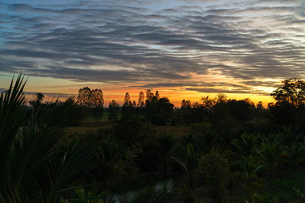 Dramatic sunrise over a tropical rural landscape with a layered cloudy sky. Silhouetted trees and palm leaves frame a golden horizon reflected in a small pond at dawn. Peaceful morning scene.