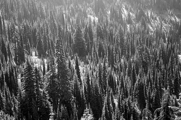 Pine forest in Mt Rainier National Park, Washington, USA