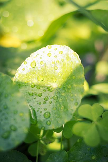 Fresh green leaf with water droplets in sunlight representing growth and sustainability