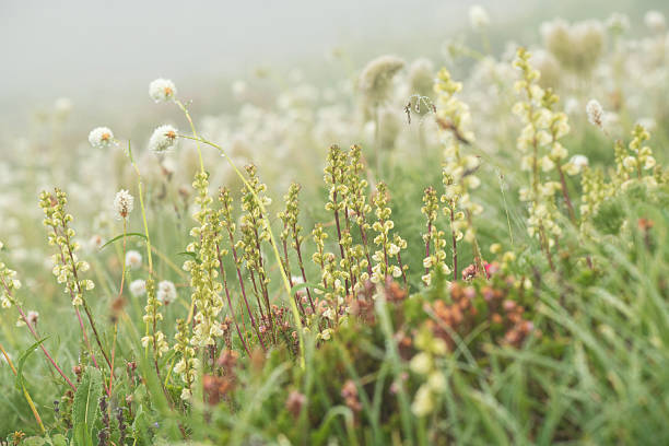 Blooming Fringe Cups in Mt Rainier National Park, Washington, USA