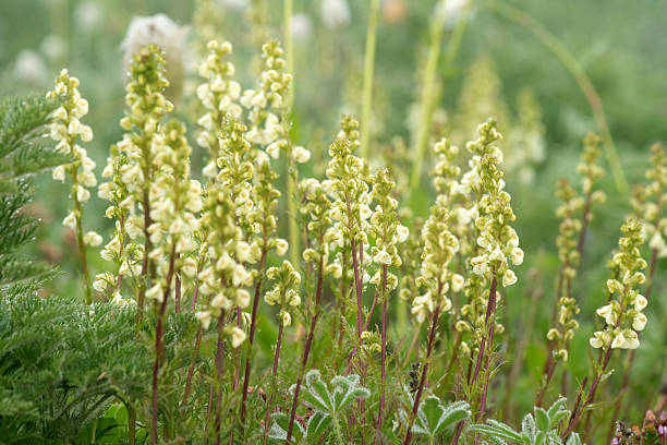 Blooming Fringe Cups in Mt Rainier National Park, Washington, USA