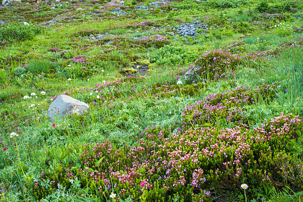Blooming phyllodoce in meadow, Mt Rainier National Park, Washington, USA