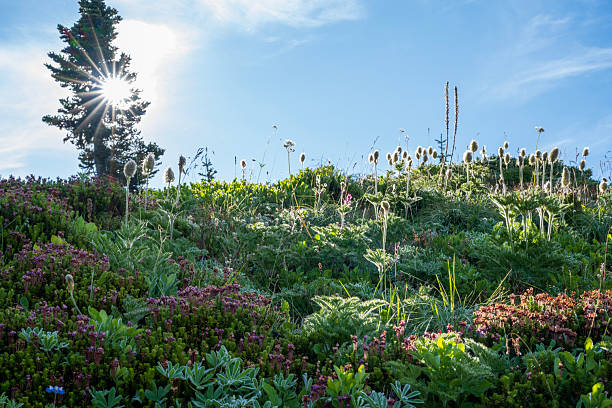 Meadow at Sunrise, Paradise Skyline Trail, Mt Rainier National Park, Washington, USA