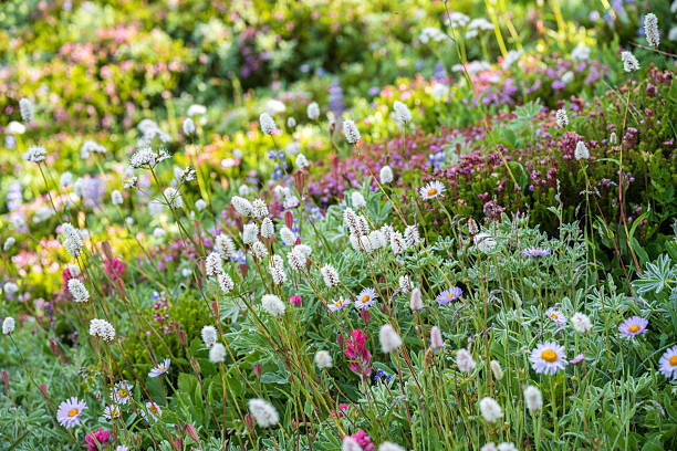 Blooming wildflowers in meadow, Mt Rainier National Park, Washington, USA