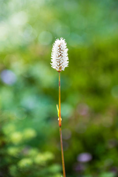 Eurasian baneberry with flower, Actaea spicata.