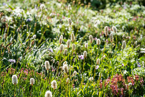 Meadow at Sunrise, Mt Rainier National Park, Washington, USA