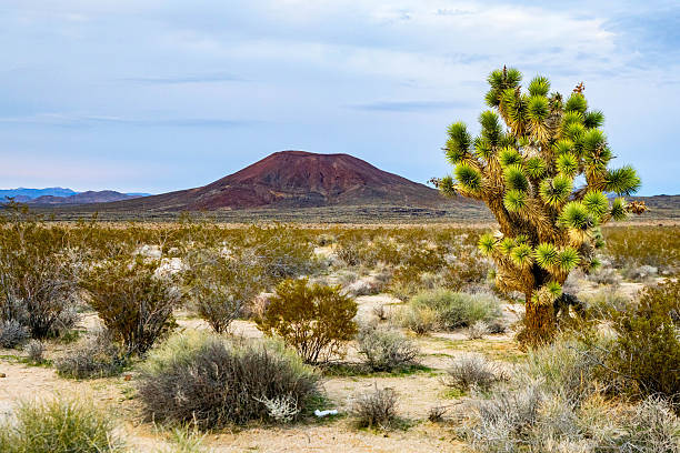 Joshua tree stands near a cinder cone volcano in the Mojave Desert California