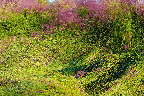 Natural foliage textured background of pink muhly grass