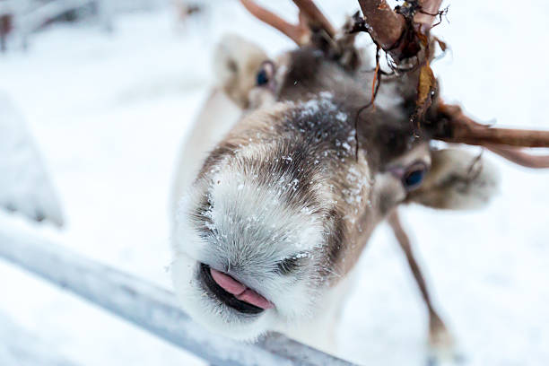 The gentle expression of a reindeer (Rangifer tarandus) in a snowy winter wonderland, evoking the magic of northern climates where travellers seek cold-weather experiences