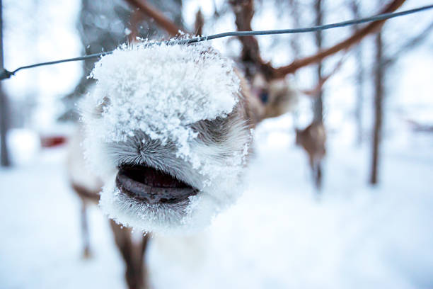 The gentle expression of a reindeer (Rangifer tarandus) in a snowy winter wonderland, evoking the magic of northern climates where travellers seek cold-weather experiences