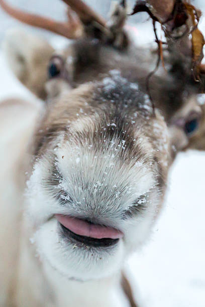 The gentle expression of a reindeer (Rangifer tarandus) in a snowy winter wonderland, evoking the magic of northern climates where travellers seek cold-weather experiences