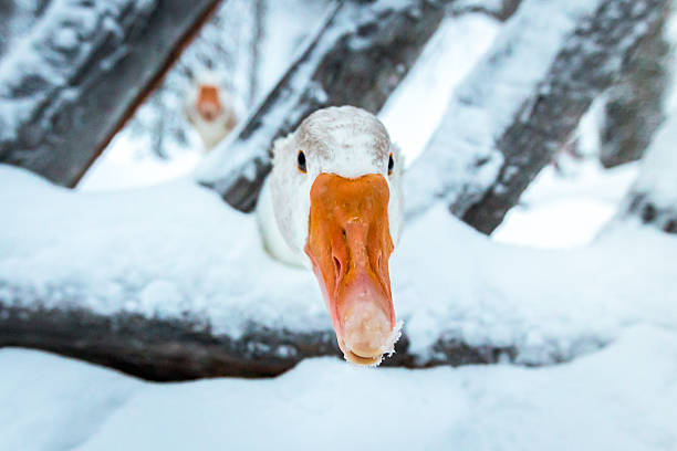 A snow goose (Chen caerulescens) interacting with the viewer in a frozen environment, reflecting the charm of northern winter regions that attract travellers seeking wildlife encounters, cold climates, and seasonal destinations