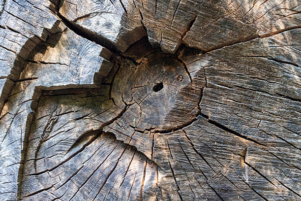 close-up of an old trunk with cracks, cross-sectional view