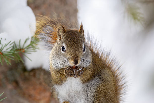 American red squirrel on a tree branch eating on a mushroom