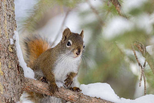 istock Red squirrel sits on the spruce tree in winter woodland. 2256351432