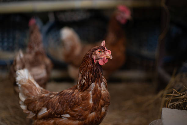 Chickens that live in chicken farms, where chickens are raised naturally.
