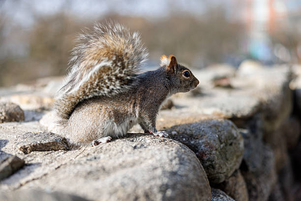 An Eastern gray squirrel sits in profile on a stone wall. The small rodent has fluffy, gray fur and a bushy tail. Selective focus keeps the squirrel sharp against a blurred natural background.