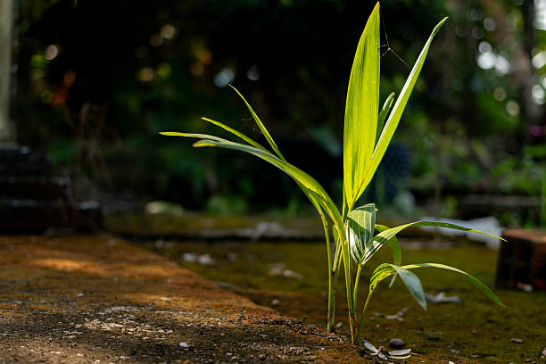 Conceptual image of life finding a way in harsh environment with bright sun flare