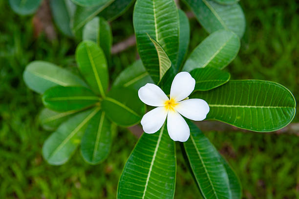 Green background image with a field of white leaves