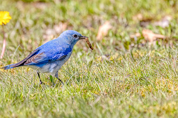 mountain bluebird eating swam, Vancouver, BC, Canada