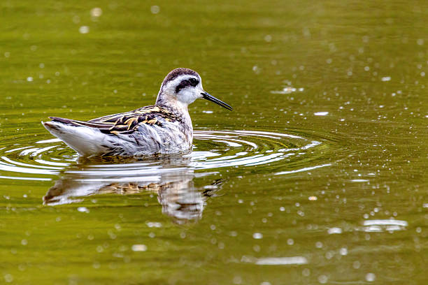 Red-necked Phalarope, Vancouver, BC, Canada
