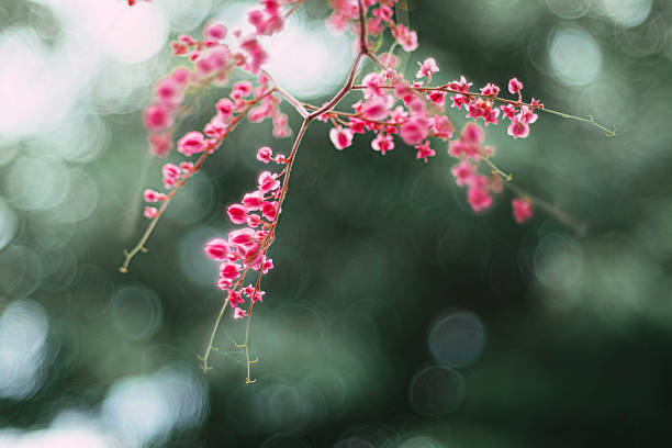 A close-up photograph featuring delicate pink flowers blooming on a thin branch, set against a soft, blurred green background, highlighting natural beauty and spring.