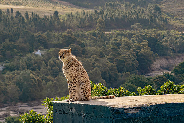 Cheetah sitting on a concrete ledge, looking over a natural lush green landscape. Wildlife photography for nature documentaries and conservation efforts.