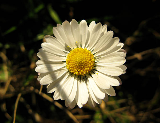 Common White Daisy Flower Macro - Spring Blossom with Yellow Center in Sunlight