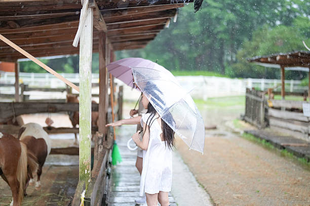 Two girls are standing under an umbrella in a field with animals. Scene is lighthearted and playful, as the girls are enjoying their time at the farm