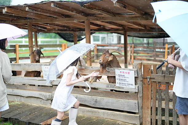 A young girl is feeding a goat in a pen. The goat is behind a fence and the girl is holding an umbrella. There are other people in the background, and a sign is visible in the pen