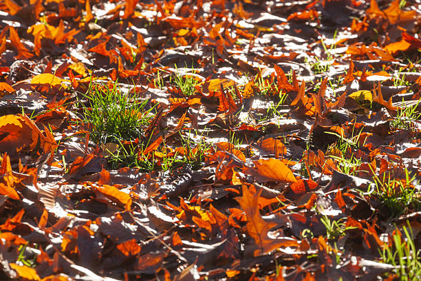 Colorful autumn leaves lying on the ground, Germany