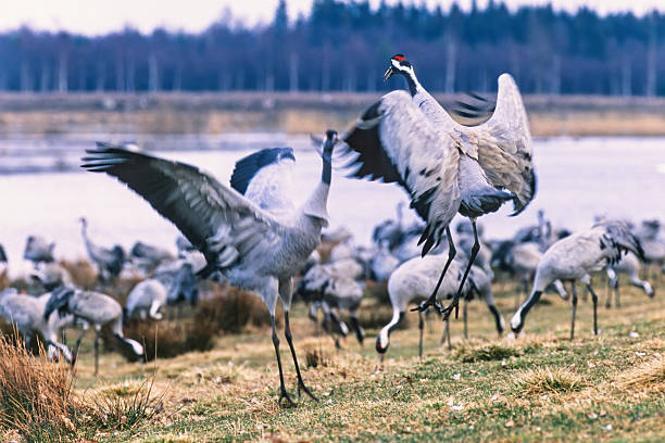 Dancing cranes with spread wings on a meadow by a lake