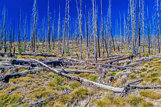 Forest after a forest fire with dead tree trunks and fallen trees on the ground