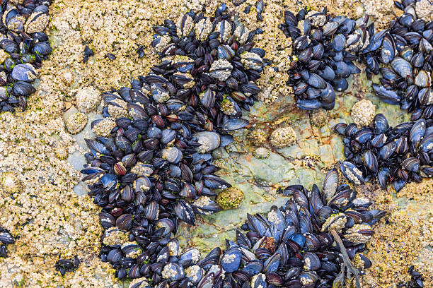 Blue mussel and barnacles on a rock in low tide