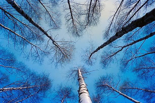 finnish forest of birch trees useful as a natural landscape background