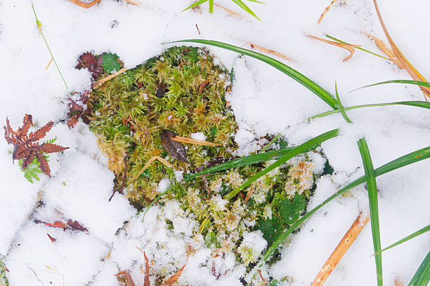Close-up of vibrant green moss cluster intertwined with fresh grass blades and red autumn leaves emerging from a thin layer of white snow, highlighting winter resilience in a natural forest setting. Delicate frost accents the textured foliage, creating a serene macro scene of seasonal beauty and ecological harmony. Perfect for themes of nature in winter, environmental macro photography, and transitional landscapes. Shot in Taiwan's Taiping Mountain.