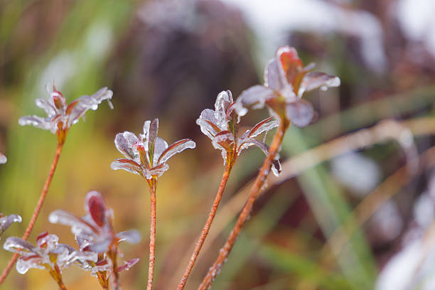 Vibrant green cedar or fern fronds hanging with elongated ice droplets and hoarfrost in a blurred forest setting at Taiwan's Taipingshan . Captures fresh post-frost sparkle and lush winter foliage details.