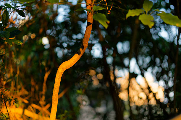The bark of a Chilean mesquite tree (Neltuma chilensis) lit by the rising sun north of Phoenix, AZ.