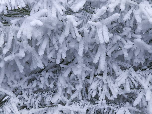 close-up of pine needles covered with heavy frost