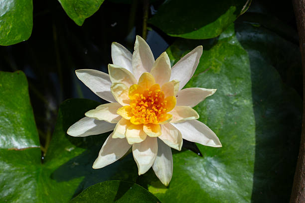 Nymphaea marliacea albida white water lily cream-colored flower head with orange center on round green leaves