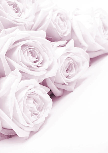 Beautiful pink roses toned in sepia can use as wedding background. Soft focus.