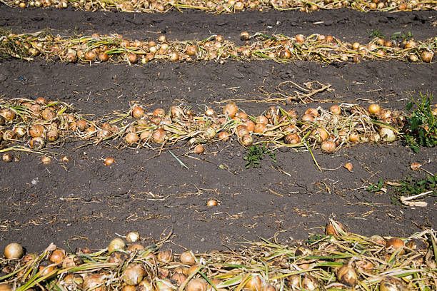 Harvesting onions. Onions on an agricultural field in a line are ready for harvesting with the help of a combine harvester