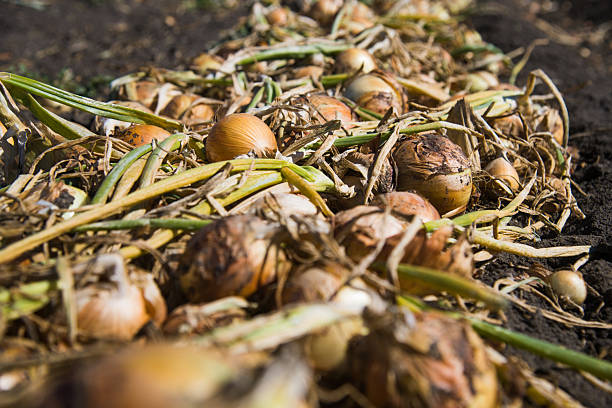 Harvesting onions. Onions on an agricultural field in a line are ready for harvesting with the help of a combine harvester