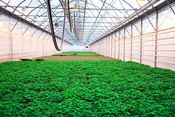 istock Plants grow in a greenhouse 2256392044